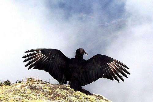 Butcher Condor