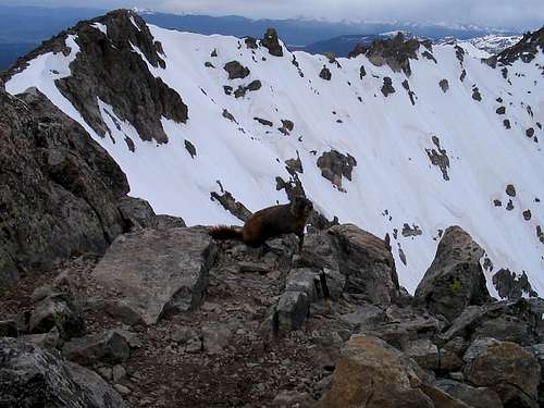 A Marmot admires the traverse
