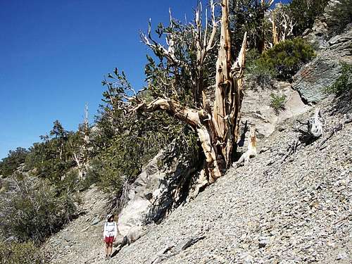 Robin dwarfed by a bristlecone pine