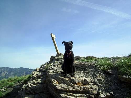 Summit Dog