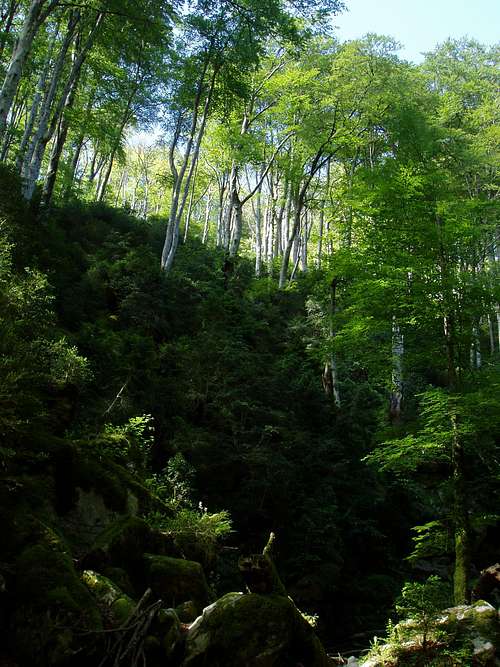 Sorogain Forest