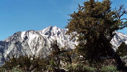 Mt. Williamson from Symmes Saddle