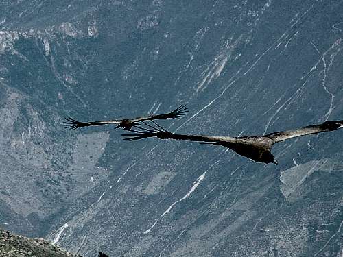 Condors in Flight