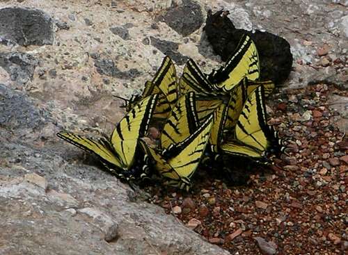 Two Tailed Tiger Swallowtails