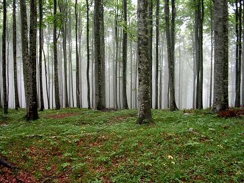Cansiglio Forest