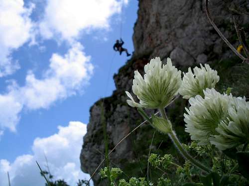 Flowers and Climber