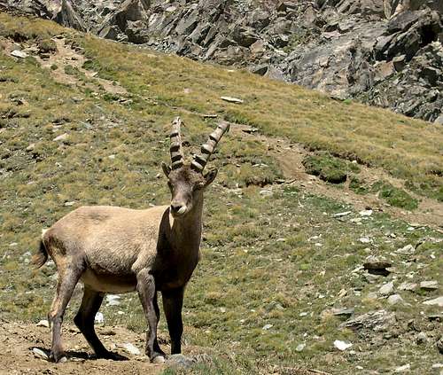 Young steinbock  <i>(Capra ibex)</i> at the foot of colle della Rossa,  vallone del Lauson