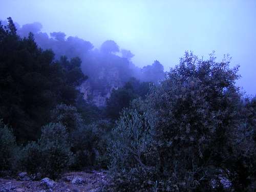 Pines in Mist