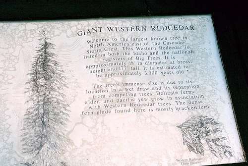 More Giant Cedar Info