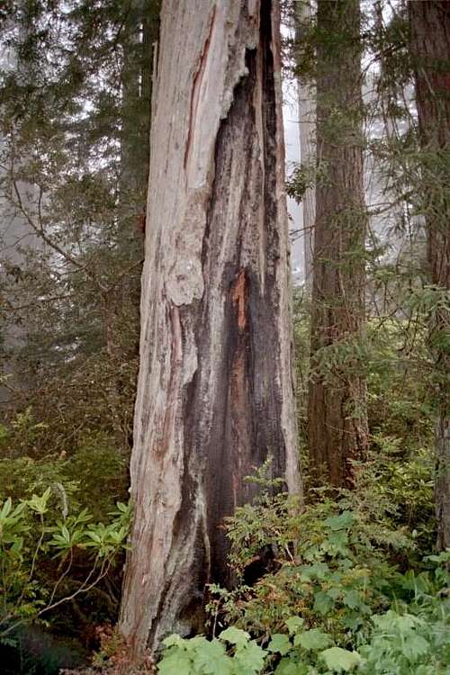 Fire-scarred Redwood