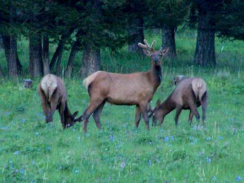 Elk in the Bridger Range, MT