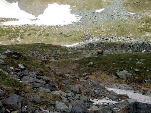 Ibex - Vanoise Park