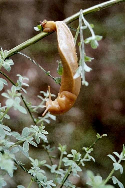 Bananna Slug