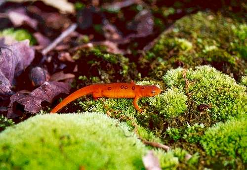 Orange Salamander