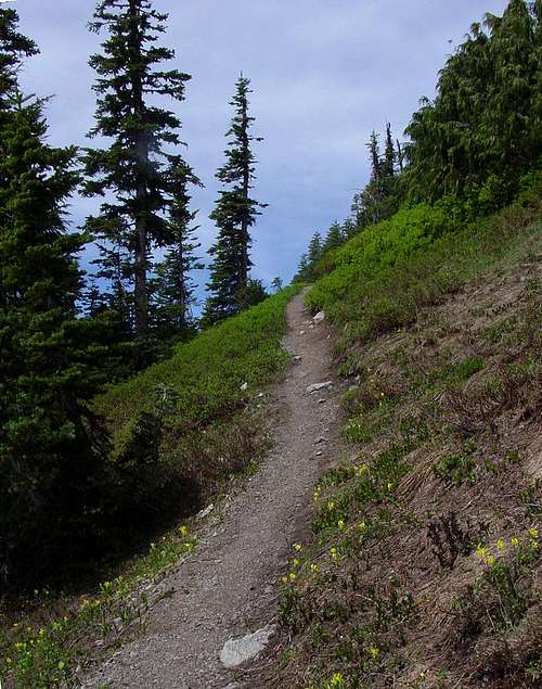 Dickerman Mountain trail near the summit