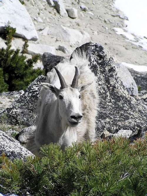 Colchuck Goat