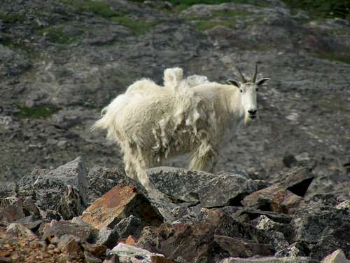 Friendly mountain goats