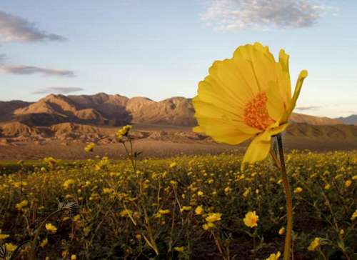 CA Desert Wildflowers