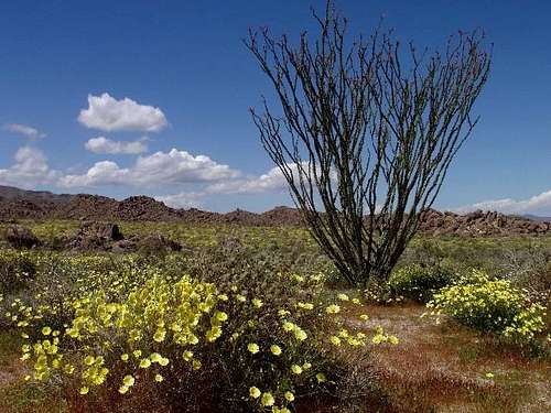 Desert Dandelion and Ocotillo