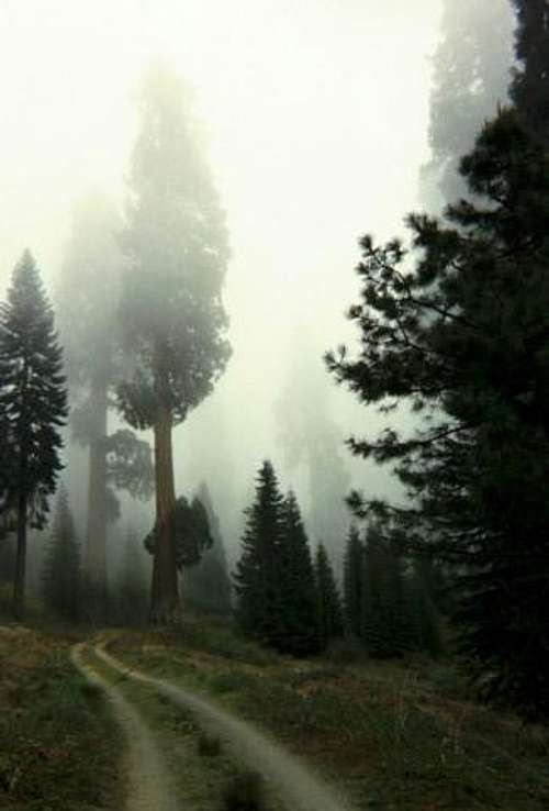 A lonely road in the sequoia grove