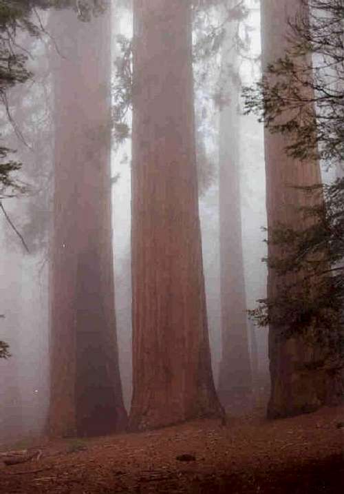 Sequoias in the Mist