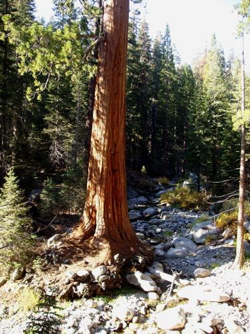 Sequoia on the Tule River