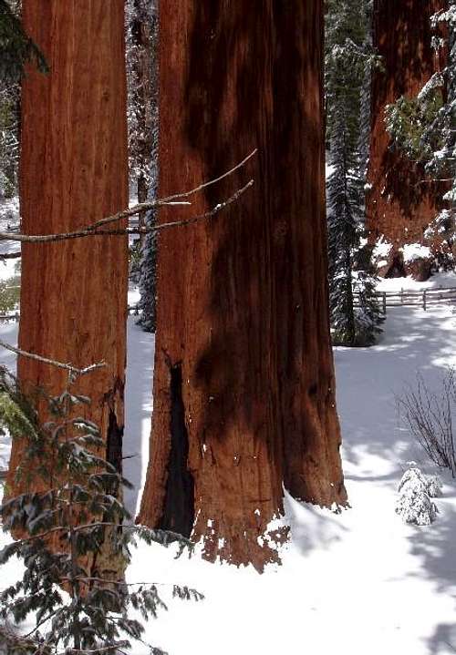 Sequoias in the Snow
