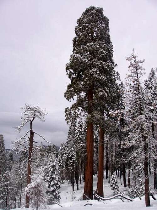 Sequoia Twins