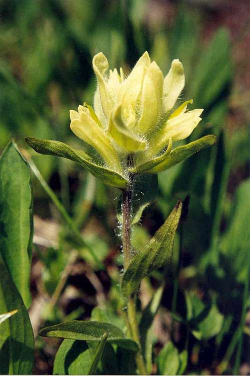 Western Paintbrush (Castilleja occidentalis)