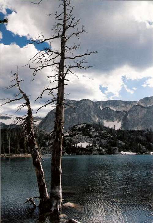 Dead tree at the edge of Lake Marie