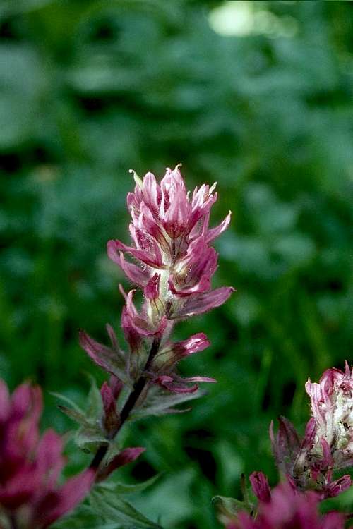 Magenta Paintbrush (Castilleja parviflora oreopola)