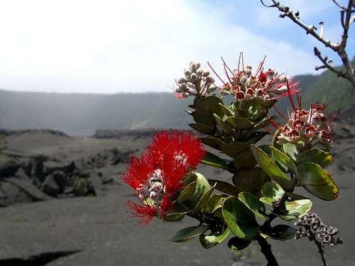 Native flower in the Kilauea Iki Crater