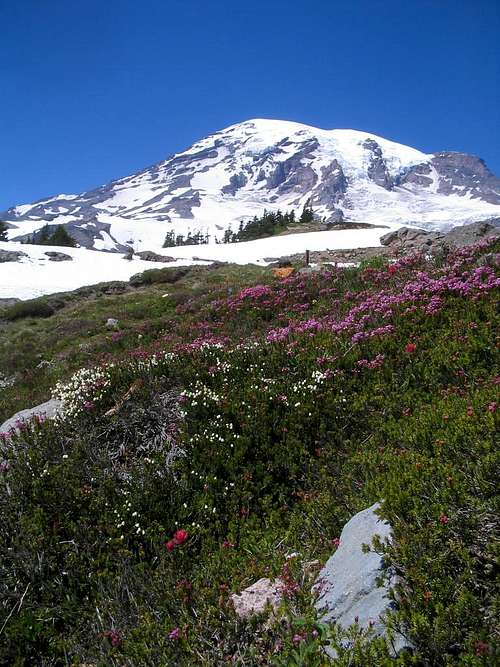 Wildflowers and Glaciers