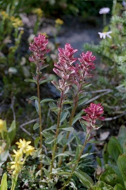 Alpine Paintbrush (Castilleja rhexifolia)