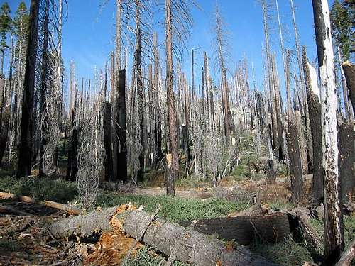 Typical deadwood forest on...