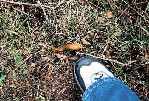 Watch out for the slugs