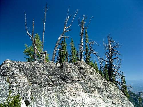 Larch on Ridgeline