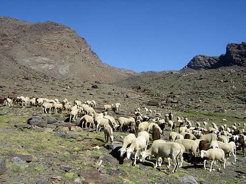 Swarming Sheep