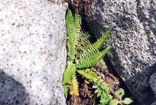 Rock Sword Fern (Polystichum scopulinum)