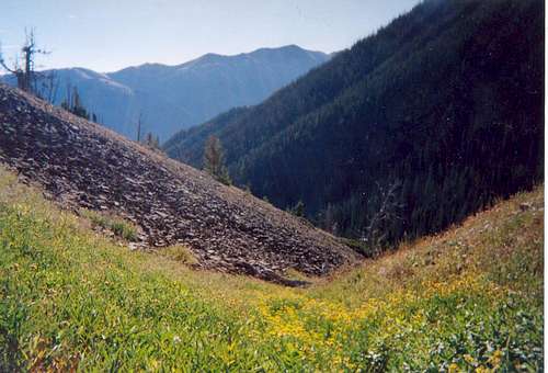 Wildflowers