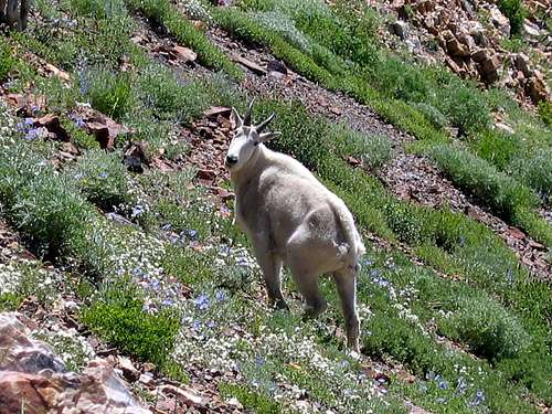 Mountain Goat on Mt. Superior