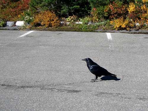 Big raven