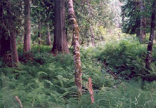 Northwest Lady Fern (Athyrium filix-femina cyclosorum) - Aquarius Cedar Grove
