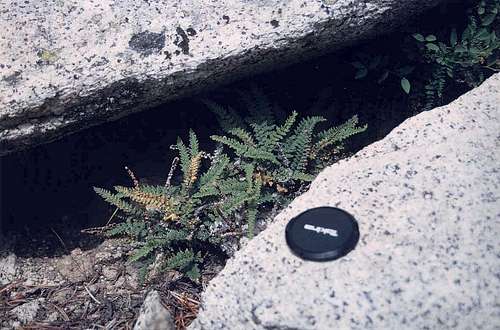Lace Lip-fern (Cheilanthes gracillima)