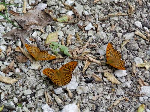 Three butterflies..