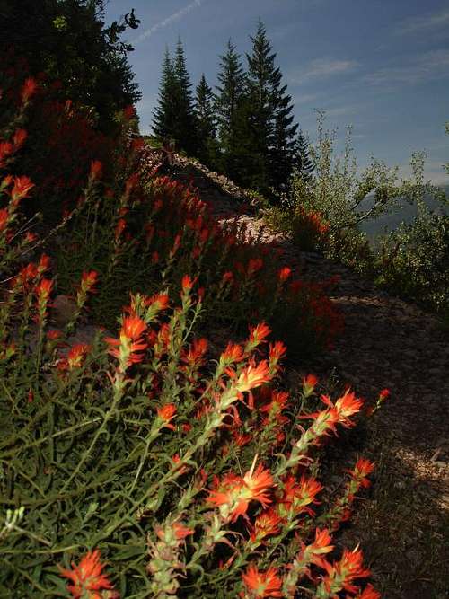 Indian Paintbrush along the trail