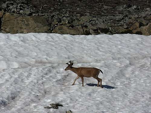 Deer near Plummer summit