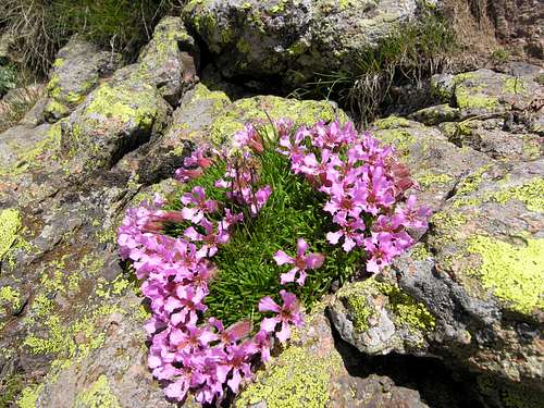 Monte Ziolera: flowers detail