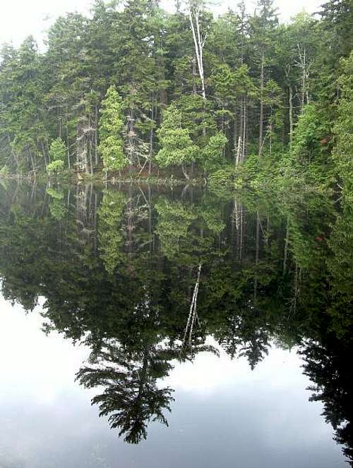 Maine Woods Reflected