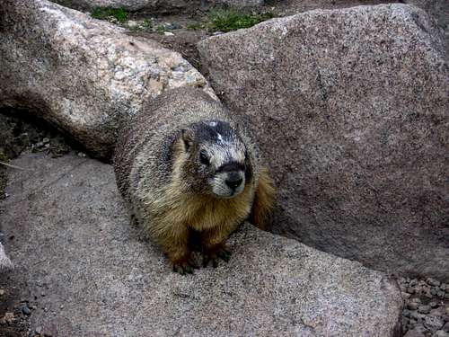 Another Marmot